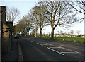 Trees alongside Halifax Road, Brighouse