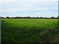 Grassland off Ledsham Lane