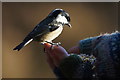 Coal Tit (Periparus ater) being handfed at Loch Garten