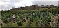 Christmas trees at Abbotswood Farm