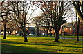 Low sunlight through the trees