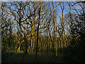 Coppiced trees in Cottingley Wood