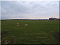 Sheep grazing, Greenlea