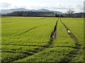 Winter cereals