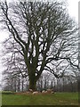 Sheltering under bare branches