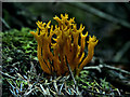 S7038 : Staghorn Fungus by kevin higgins