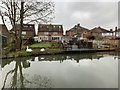 Swans on the bank of the Erewash Canal