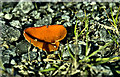 S7037 : Orange Peel Fungus by kevin higgins