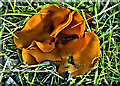 S7037 : Edible Fungus by kevin higgins