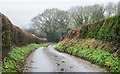 Hedges alongside Waltonhurst Lane