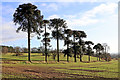 SO8892 : Monkey puzzle trees east of Wombourne in Staffordshire by Roger  D Kidd
