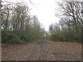 SE4704 : Track in Bella Wood by John Slater