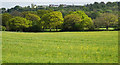 Buttercup covered field