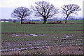 Trees in arable field, nr White House Farm, Canewdon