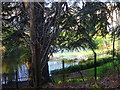 A different view of the lake at Lexden park