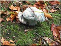 Decaying fungi beneath a beech hedge