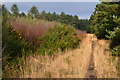 Path beside the A338