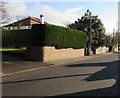 Evergreen hedge, Chapel Road, Abergavenny