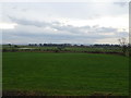 Grassland near Hollinlea