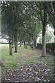 Trees in the Windmill Field