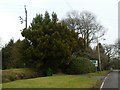 Dense evergreens by Trinity Hill Road buffering road noise