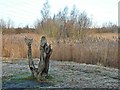 SE4202 : Wood sculpture at Old Moor Nature Reserve by Graham Hogg