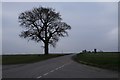 TF0915 : Grey day, with tree by Bob Harvey