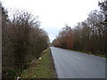 A6071 beside Blackbank Wood