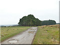 Pine plantation near Beckwithshaw