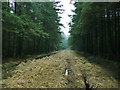 Forest Track, Stainburn Moor