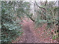 The bottom of Marley Banks, Perry Wood, Worcester