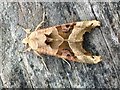 Angle Shades Moth (Phlogophora meticulosa)