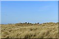 TG4723 : Horsey Gap Beach: Across the dunes by Michael Garlick