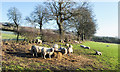 Sheep feeding in field east of Holywood