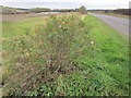 Rose in flower in January