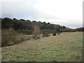 Grass, bog and forest