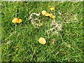 SJ1753 : Yellow Waxcap fungi on Moel y Waen by Eirian Evans