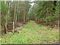 Path, Bowmont Forest