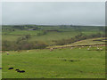 Sheep and descending mist