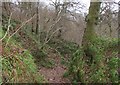 Path in Garrion Gill Nature Reserve