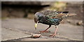 TQ2884 : Starling at Camden Lock by Peter Trimming