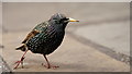 TQ2884 : Yoga Starling by Peter Trimming