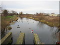 Ducks and traffic cones