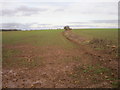 Field boundary, Barkston Heath