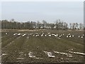 TF3204 : Swans on a harvested sugar beet field east of Thorney by Richard Humphrey