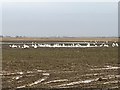 TF3204 : Swans next to the A47 near Thorney by Richard Humphrey