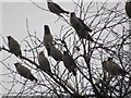 Waxwings in Laurel Park, North Shields