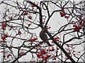 NZ3668 : Waxwing in Laurel Park, North Shields by Les Hull