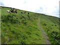 SN0743 : Cows next to the Pembrokeshire Coast Path by Mat Fascione