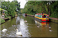 Geese, swans and Rosie near Etruria